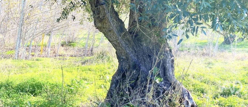 Terrain à Palmela de 1 763 m²