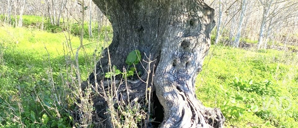 Terrain à Palmela de 1 763 m²