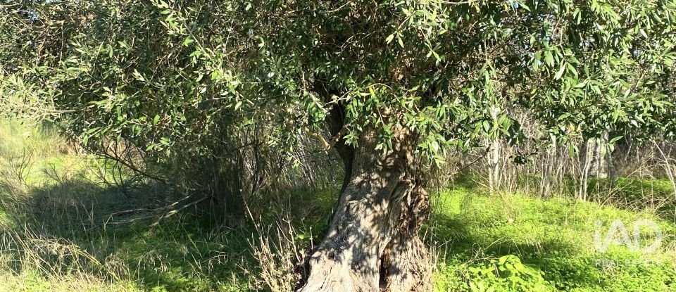 Terrain à Palmela de 1 763 m²