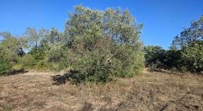 Terrain agricole à Santa Bárbara de Nexe de 14 880 m²