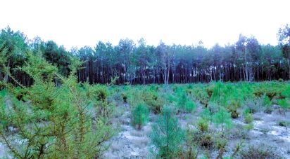 Terrain agricole à Pataias e Martingança de 27 108 m²