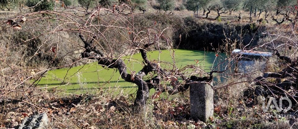 Agricultural quinta  T0 in Caria of 44,720 m²