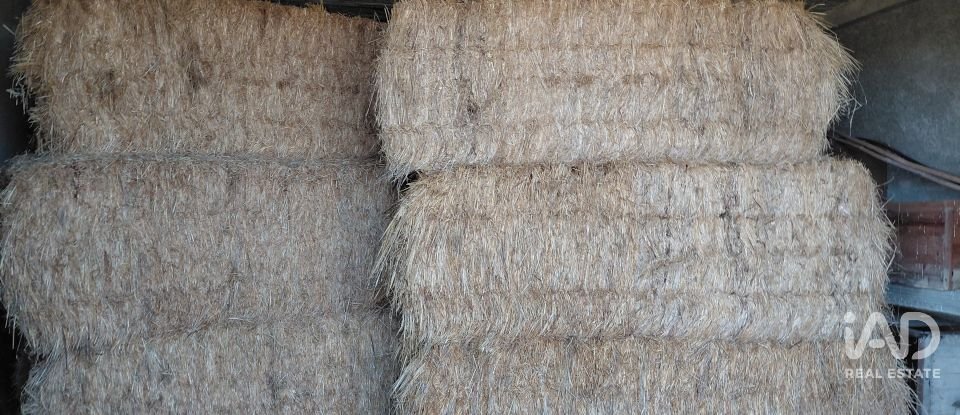 Agricultural quinta  T0 in Caria of 44,720 m²